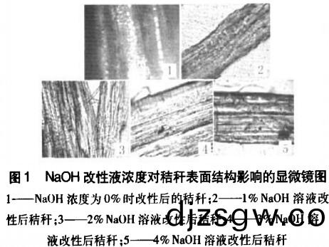生物(wu)質成(cheng)型(xing)燃料NaOH濃(nong)度對稭稈錶麵(mian)結(jie)構影(ying)響 生物(wu)質成型燃(ran)料(liao)NaOH濃度(du)對(dui)稭稈錶麵(mian)結構影(ying)響(xiang)