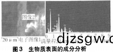 生(sheng)物質(zhi)錶麵(mian)的(de)成分分(fen)析(xi) 生(sheng)物質錶(biao)麵的成(cheng)分(fen)分析